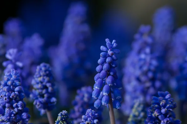 Blauwe hyacinten in bloei — Stockfoto