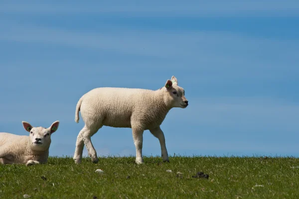 Agnello che cammina su una diga — Foto Stock