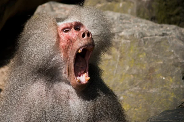 Un babouin fait du bruit Image En Vente