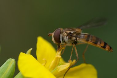 sarı çiçek gelen nektarı yeme hoverfly