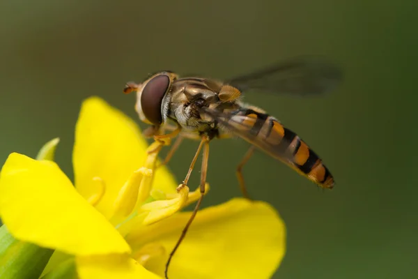 Sarı çiçek gelen nektarı yeme hoverfly — Stok fotoğraf