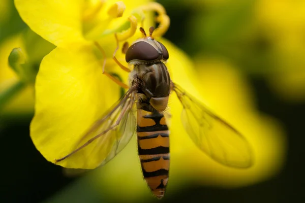 Hoverfly που τρώει νέκταρ από ένα κίτρινο λουλούδι — Φωτογραφία Αρχείου