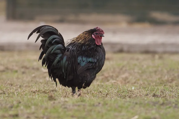 Ayam di rumput — Stok Foto