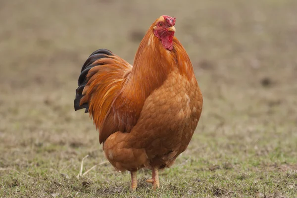 Ayam di rumput — Stok Foto