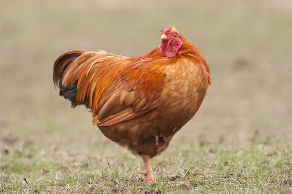 Ayam di rumput — Stok Foto
