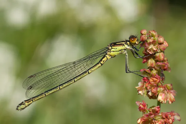 Damselfly sitting on a flower — Stock Photo, Image