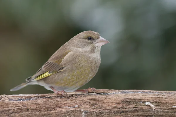 Greenfinch sitting on a branch — Stock Photo, Image