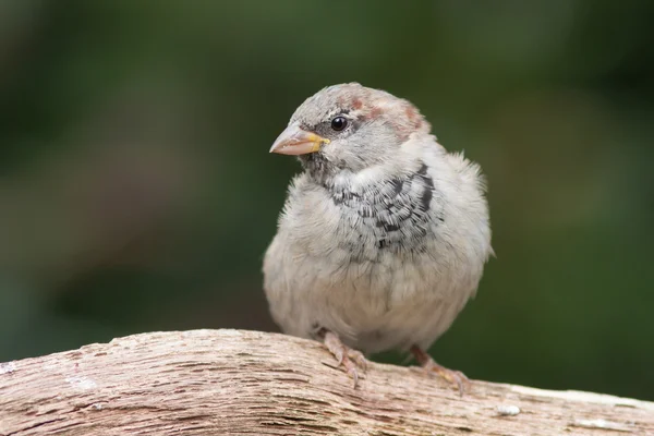 Housesparrow που κάθεται σε ένα υποκατάστημα — 图库照片