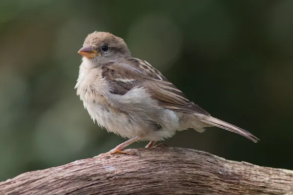 Housesparrow zittend op een tak — Stockfoto