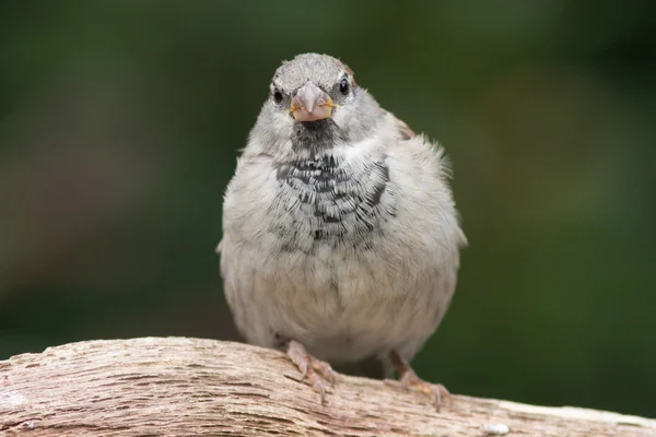 Housesparrow sedící na větvi — Stock fotografie