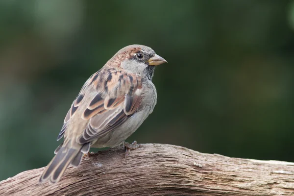 Housesparrow sedící na větvi — Stock fotografie