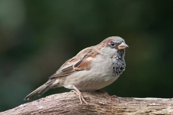 Housesparrow assis sur une branche — Photo
