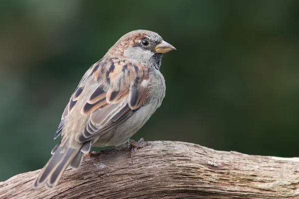 Housesparrow siedzi na gałęzi Obrazek Stockowy