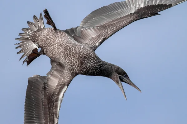 Nuori gannet lennossa — kuvapankkivalokuva