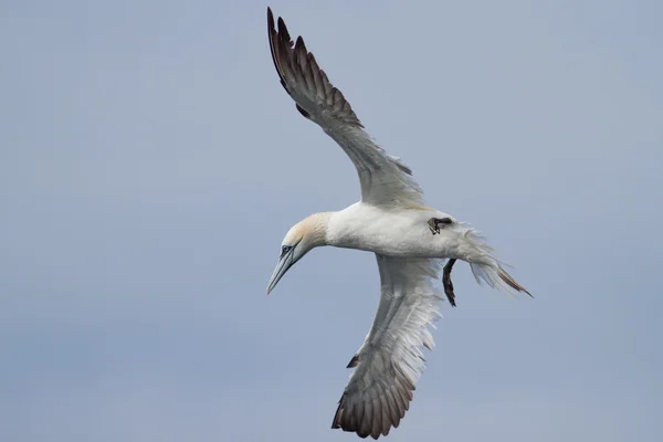 Gannet lentää meren yllä — kuvapankkivalokuva