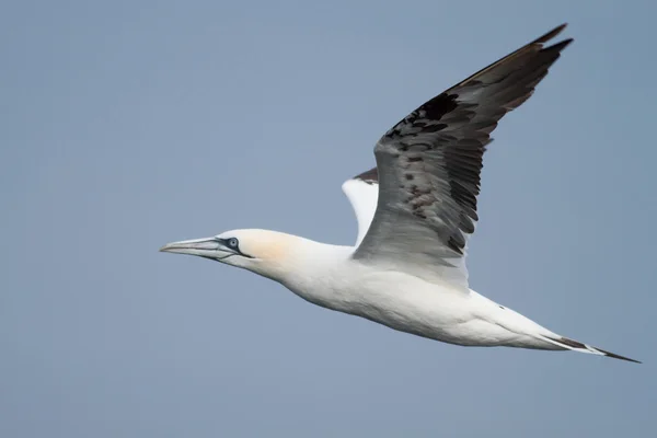 Gannet flying above the sea — Stock Photo, Image