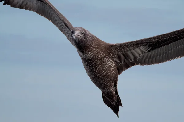 Genten vliegen boven de zee — Stockfoto