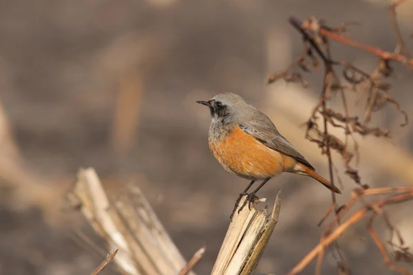 Redstart noir de l'Est — Photo