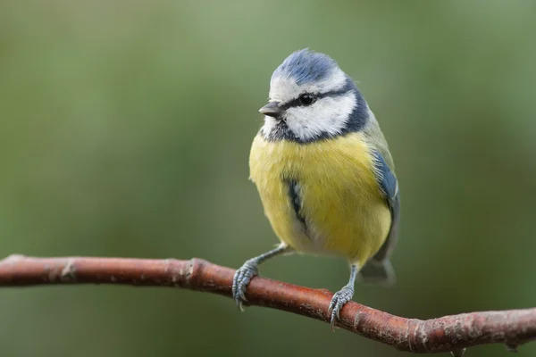Blue tit sitting on a branch — Stock Photo, Image