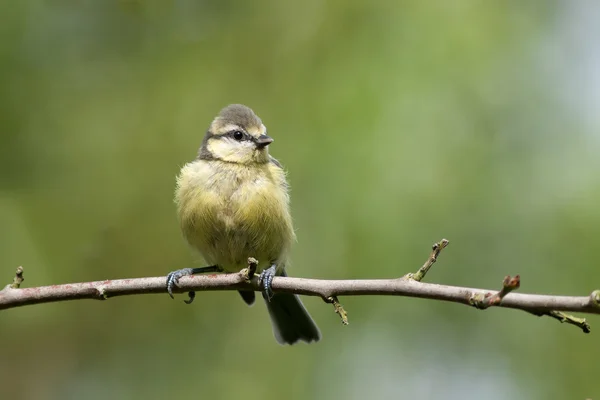 Jeune mésange bleue assise sur une branche — Photo