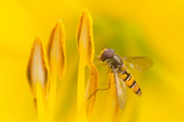 Mosca voladora sobre una flor amarilla — Foto de Stock