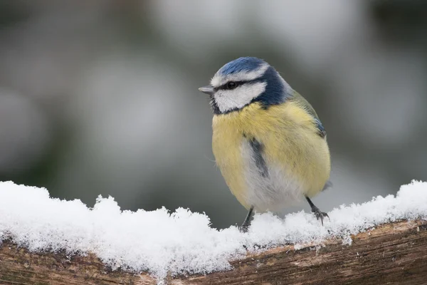 Mésange bleue dans la neige Images De Stock Libres De Droits