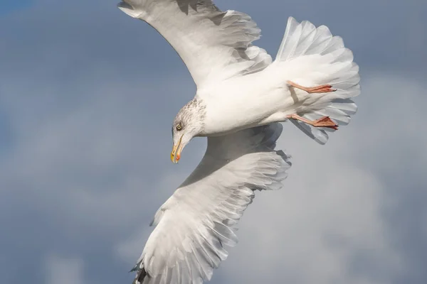 Mergulho Gaivota Para Comida Acima Mar Nos Países Baixos — Fotografia de Stock