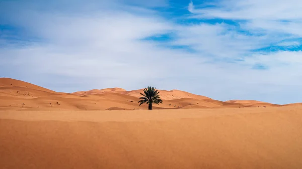 Palm Tree Dunes Merzouga Erg Chebbi Morocco — Stock Photo, Image