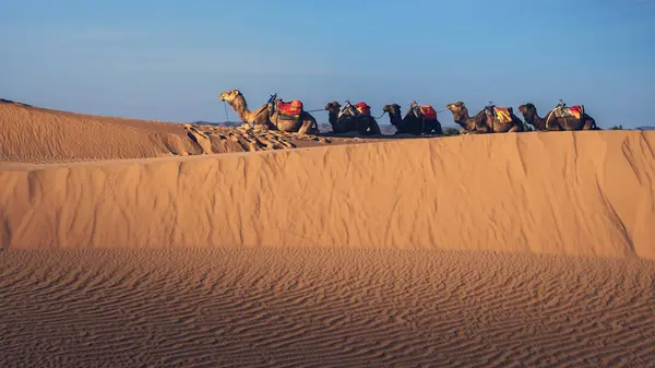 Resting Line Van Kamelen Dunes Merzouga Erg Chebbi Marokko — Stockfoto