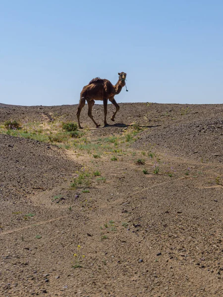 Camelo Deserto Marrocos — Fotografia de Stock