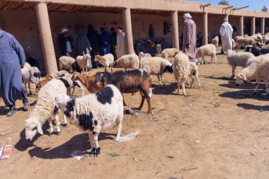 SHEEP Market Rissanni, Fas 'ta