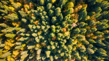 Orman ve ağaç manzarası arka planı. Sonbaharda gökyüzü manzaralı orman. Yukarıdan orman manzarası.