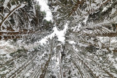 Güzel bir ormanda kış karlı bir gün. Büyük ağaçlar karla kaplı. Abant, Bolu, Türkiye.