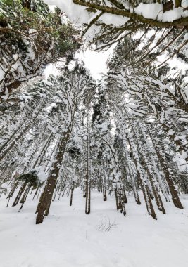 Güzel bir ormanda kış karlı bir gün. Büyük ağaçlar karla kaplı. Abant, Bolu, Türkiye.