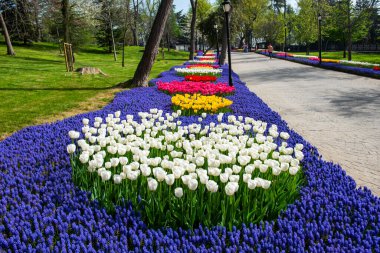 Lavantalı beyaz laleler. Emirgan Parkı 'nda İstanbul Lale Festivali. Bahçedeki renkli laleler. İstanbul, Türkiye.