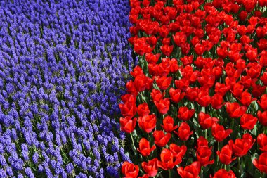 Kırmızı laleler ve Lavanta. Emirgan Parkı 'nda İstanbul Lale Festivali. Bahçedeki renkli laleler. İstanbul, Türkiye.