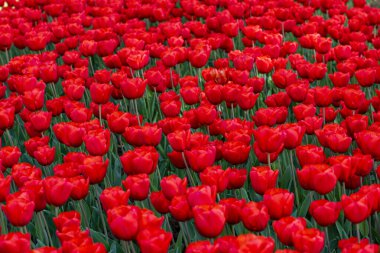Emirgan Parkı 'nda kırmızı laleler. İstanbul Lale Festivali. İstanbul, Türkiye.