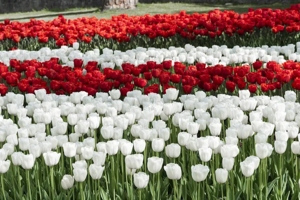 Färgglada Tulpaner Emirgan Park Istanbul Tulip Festival Istanbul Turkiet — Stockfoto
