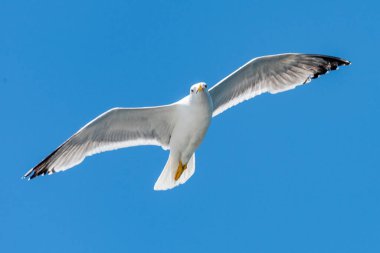 Mavi gökyüzü arka planına sahip uçan martı