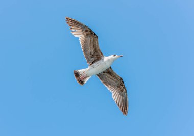 Mavi gökyüzü arka planına sahip uçan martı