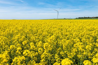 Canola Tarlaları. Mavi gökyüzünün altında bulutlu kanola tarlaları açıyor. Güzel sarı çiçekler.