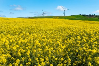 Canola Tarlaları. Mavi gökyüzünün altında bulutlu kanola tarlaları açıyor. Güzel sarı çiçekler.