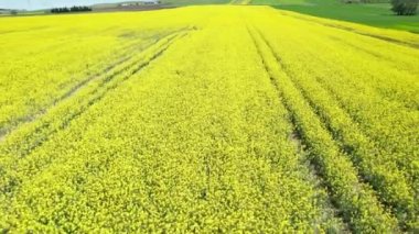 Canola Tarlaları. Mavi gökyüzünün altında bulutlu kanola tarlaları açıyor. Güzel sarı çiçekler.