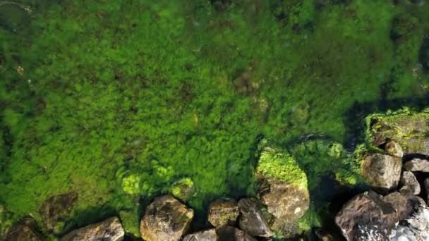 Mossy Seashore Marmara Sea Kocaeli Turkey Mossy Seascape Top View — Stock Video