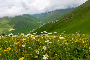 Rize 'nin Camlihemsin ilçesine bağlı Cicekli Platosu. Kackar Dağları bölgesi. Rize, Hindi. (Türkçe: Cicekli Yaylasi)