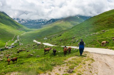 Cicekli Platosu 'nda çoban ve sığır çobanı. Rize 'nin Camlihemsin ilçesi. Kackar Dağları bölgesi. Rize, Hindi. (Türkçe: Cicekli Yaylasi)
