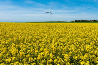 Canola Tarlaları. Mavi gökyüzünün altında bulutlu kanola tarlaları açıyor. Güzel sarı çiçekler.