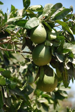 Yaprakları ile olgun armut