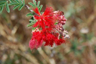 Yaprakları ile olgun armut