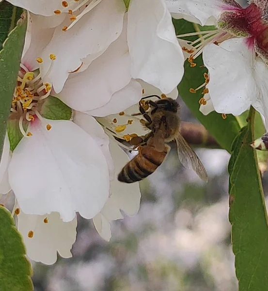 flowers aircraft industry architecture nature beautiful views tourism insects grapes